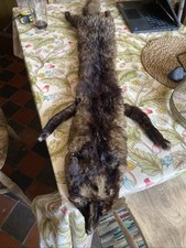 Antique vintage fox for sale  NOTTINGHAM