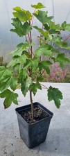 Prebonsai bergahorn acer gebraucht kaufen  Solingen
