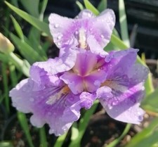 N.1 pianta iris usato  Volano