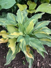 hosta d'occasion hosta d'occasion Expédié en Belgium