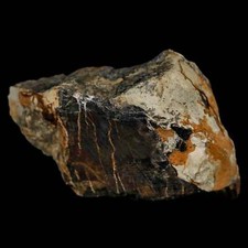 1.5 stegosaurus fossil for sale  Post Falls