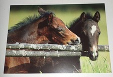Reitpony fohlen foal gebraucht kaufen Reitpony fohlen foal gebraucht kaufen  Haßmersheim