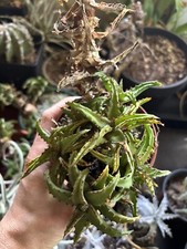 Aloe castilloniae potée d'occasion  Toulouse-