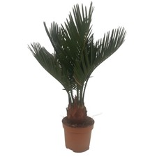 Piantina cicas revoluta usato Piantina cicas revoluta usato  Manduria