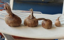 Bulbi zafferano italiano usato  Piacenza