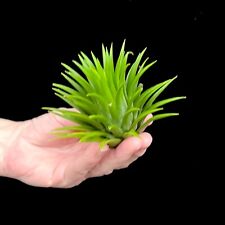 Extra large tillandsia for sale  LEIGH