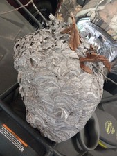 hornets nest for sale  Houghton