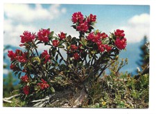 alpenrose gebraucht kaufen  Pünderich