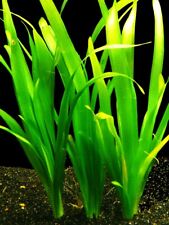 Giant vallis vallisneria for sale  SCUNTHORPE