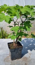 Bonsai bergahorn acer gebraucht kaufen  Solingen