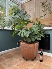 Large monstera deliciosa for sale  LONDON