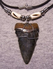 Mako shark tooth for sale  Hinesville