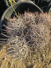 Polycephalus cactus 16 for sale  Lancaster