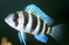 Pack frontosa 1.5 for sale  Miami