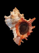 Shell conchiglia hexaplex usato  Forano
