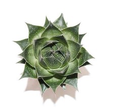 Aloe aristata cosmo gebraucht kaufen  Heroldsberg
