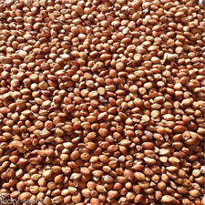 Seedranch egyptian wheat for sale  Odessa