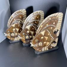 fish tropical wooden for sale fish tropical wooden for sale Iron Station