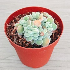 Succulent plant echeveria for sale  San Jose