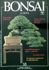 Bonsai news settembre usato  Italia