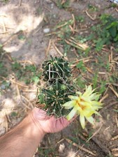 barrel cactus for sale  Carrizo Springs