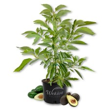 Avocado tree grafted for sale  USA