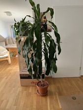 Dracaena fragrans 165 gebraucht kaufen  München