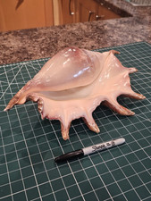 Natural giant spider for sale  ASHFORD