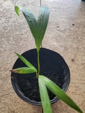 King palm ships for sale King palm ships for sale  Bokeelia