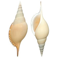 Coquillage tibia curta d'occasion Coquillage tibia curta d'occasion  Vierzon