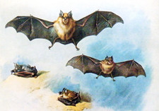 Horse shoe bats. for sale  NELSON