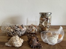 Muschel sammlung bunte gebraucht kaufen  Passau