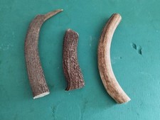 Bois cerf circonferences d'occasion  France