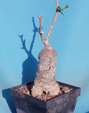 Fokea edulis adenium usato  Roma