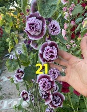 Stockrosen alcea rosea gebraucht kaufen  Bremen