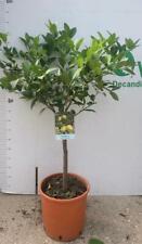 Pianta limequat vaso usato  Altamura