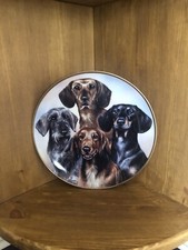 Dachshund sausage dog for sale  SPALDING