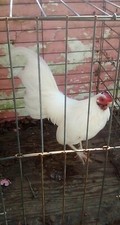 old english game bantams for sale old english game bantams for sale New Bedford