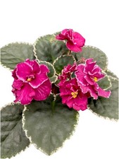 cajun s for sale  Springville