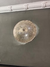 Wandleuchte wandlampe groß gebraucht kaufen  Berlin