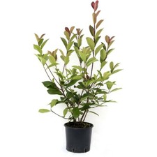 Pianta photinia red usato Pianta photinia red usato  Piazza Armerina