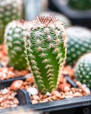 Echinocereus adustus beautiful for sale Echinocereus adustus beautiful for sale  BIRMINGHAM