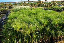 Dwarf giant king for sale  Fairdale