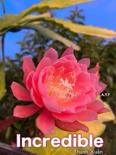 Epiphyllum incredible cuttings d'occasion  Châtenay-Malabry