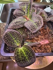 Dossinia marmorata jewel for sale  Chicago