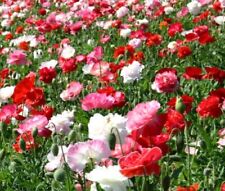 English poppy papaver for sale  READING
