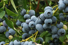 Patriot blueberry rooted for sale  Weyauwega