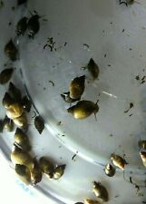 Live pond snails for sale  Cave Junction