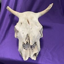 Steer skull horns for sale  Cleveland