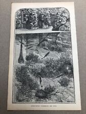 1866 original print for sale  FORDINGBRIDGE